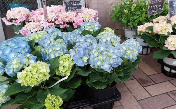 番の花から海外独自仕入れの花もご用意